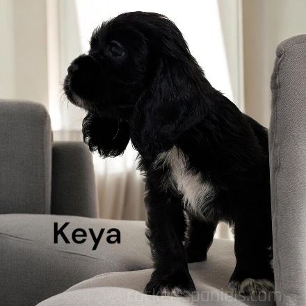 puppy, for, sale, Cocker Spaniel, Joe & Cherri  Overlease, dog, breeder, Miller, MO, dog-breeder, puppy-for-sale, forsale, nearby, find, puppyfind, locator, puppylocator, aca